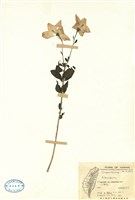 藏品(沙參屬)的圖片